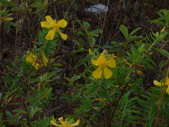 Hypericum mysurense