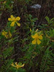 Hypericum mysurense