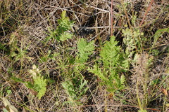 Artemisia latifolia