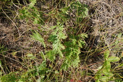 Artemisia latifolia