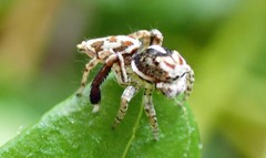 Maratus leo