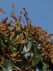 Mallotus tetracoccus