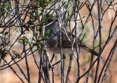 Acanthiza uropygialis