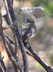 Acanthiza uropygialis