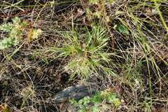 Cleistogenes squarrosa