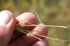 Cleistogenes squarrosa