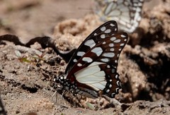 Graphium morania