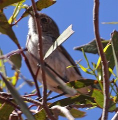 Acanthiza uropygialis