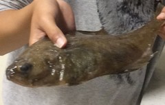 Citharichthys sordidus