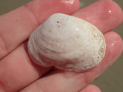 Semelidae