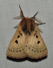 Anthela ocellata