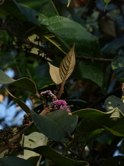 Callicarpa tomentosa