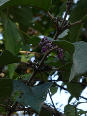 Callicarpa tomentosa