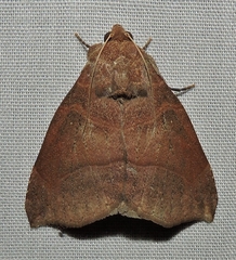 Bastilla hamatilis