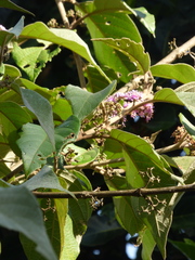 Callicarpa tomentosa