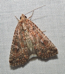 Hypoperigea tonsa