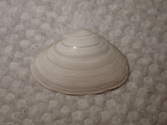 Mactrinae