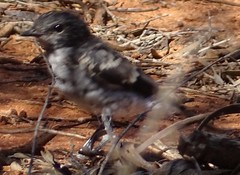 Melanodryas cucullata