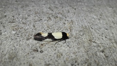 Monopis trimaculella