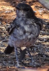 Melanodryas cucullata