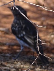 Melanodryas cucullata