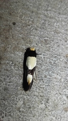 Monopis trimaculella