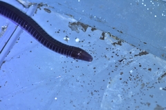 Gymnophiona