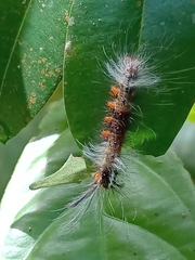 Dasychira chekiangensis