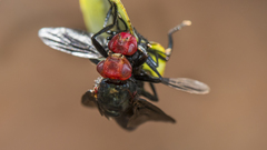Bromophila caffra