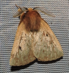 Anthela ocellata
