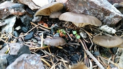 Pulvinula archeri