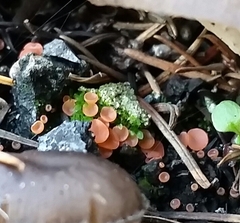 Pulvinula archeri
