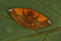 Acrosemia vulpecularia image