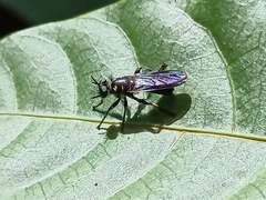 Laphriini