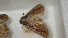 Dichagyris signifera
