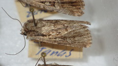 Dichagyris signifera