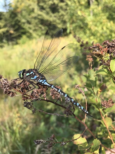 Lake Darner photo 6