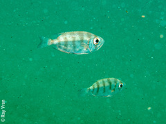 Priacanthidae