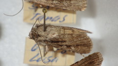 Dichagyris signifera