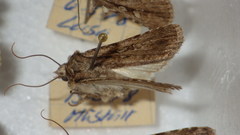 Dichagyris signifera