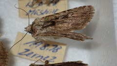 Dichagyris signifera