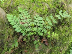 Cheilanthes chusana
