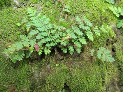 Cheilanthes chusana