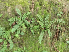 Cheilanthes chusana