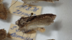 Dichagyris signifera