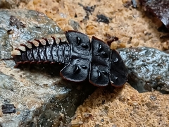 Platerodrilus ruficollis