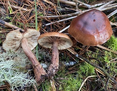 Tricholoma pessundatum