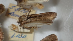 Dichagyris signifera