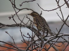 Turdus iliacus