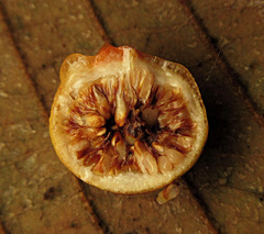 Ficus pisocarpa